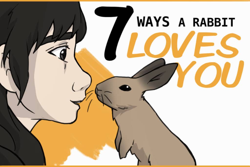 How to know if a rabbit is in love with you?