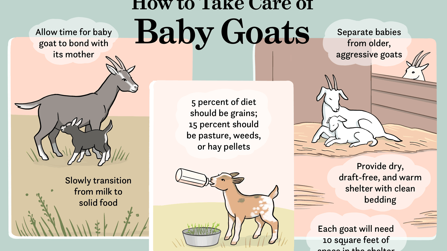 How to take care of a baby goat?