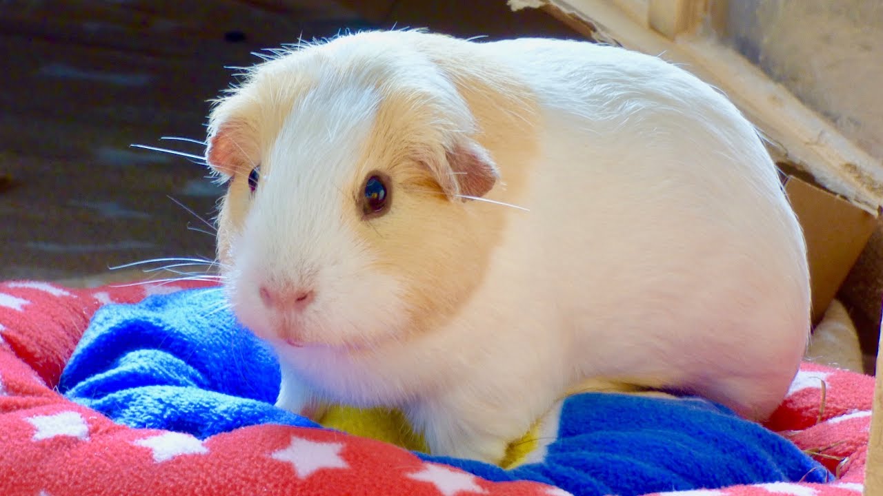 How To Take Care Of A Guinea Pig? [2022] 🐬 | Animalia-life.club