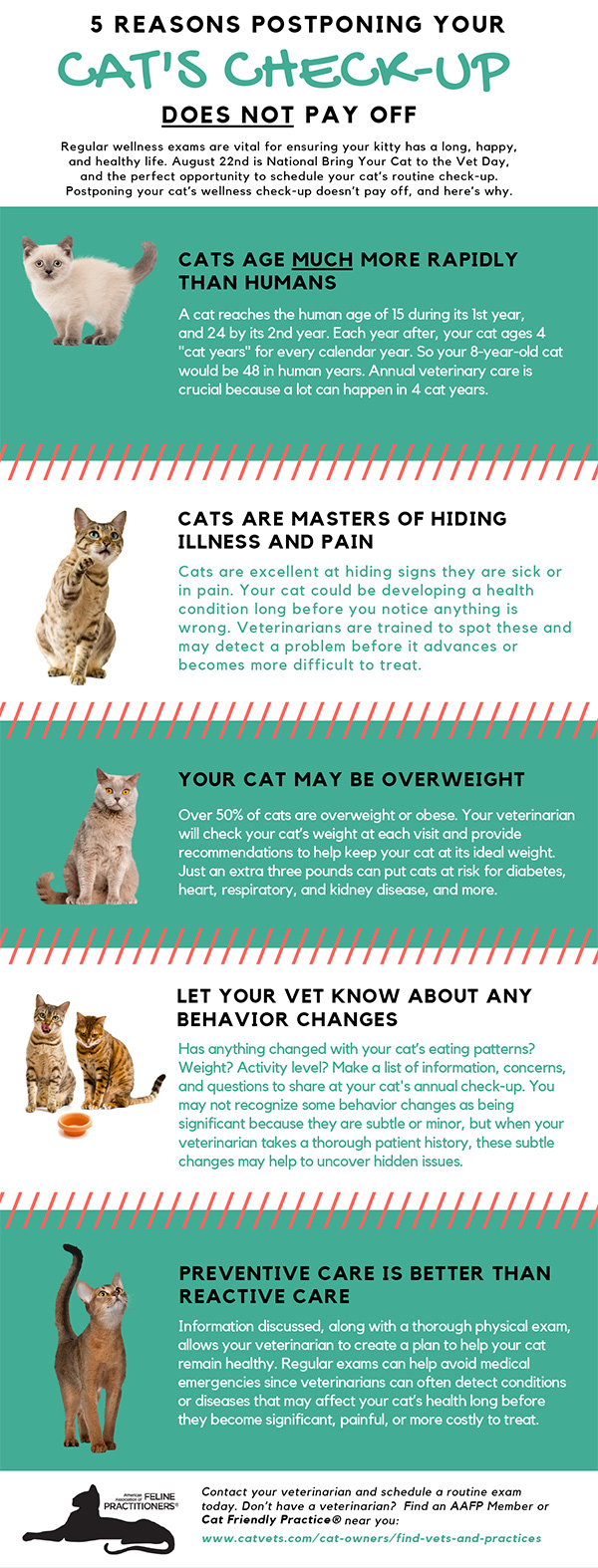 How to take care of your cat's health?