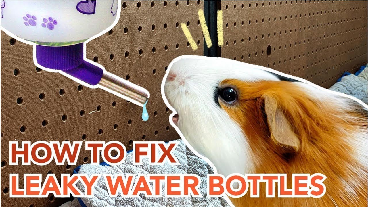 How to teach a guinea pig to drink from a water bottle?