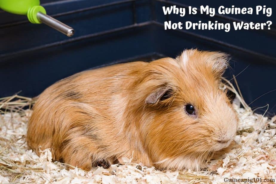 How to tell if a guinea pig is not drinking water?