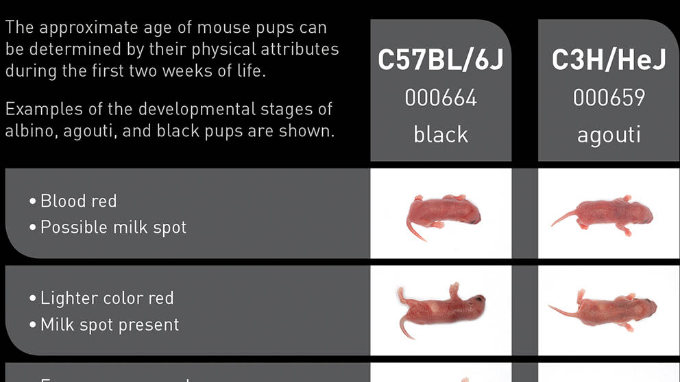 How to tell the age of a mouse pup?