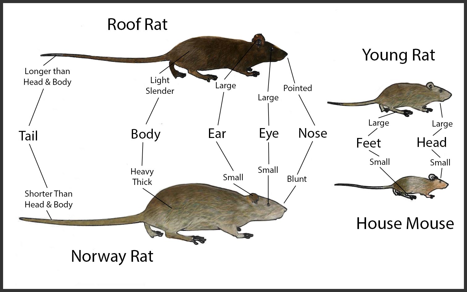 How to tell the difference between a young rat and a mouse?