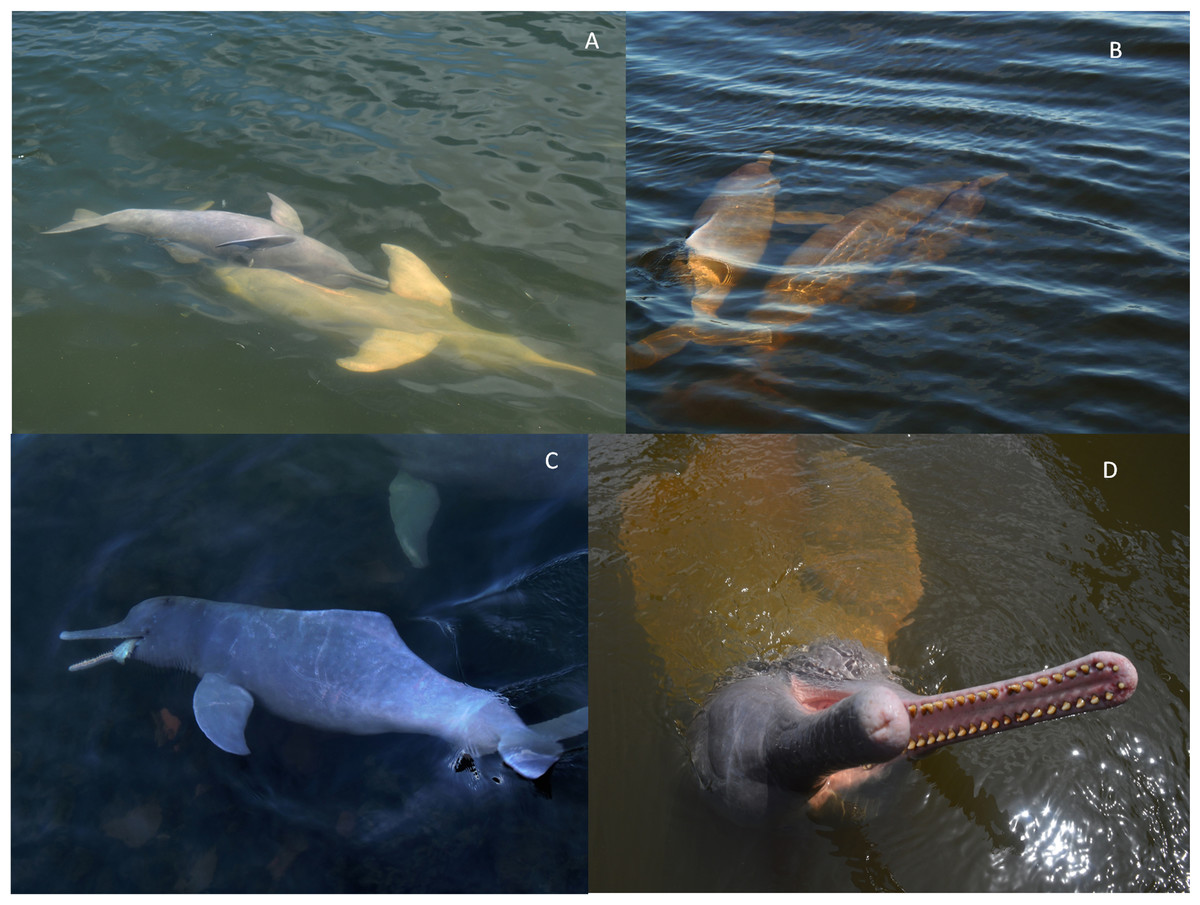 How will the future of river dolphins affect river systems?