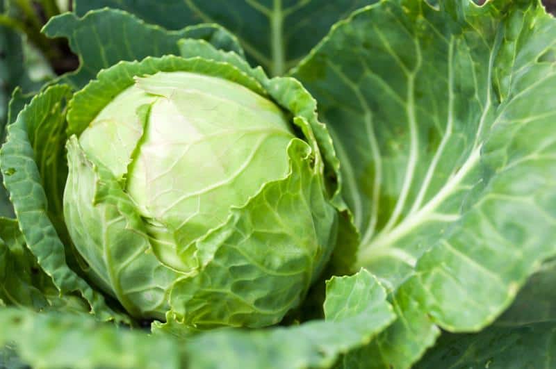 How would you describe the taste of cabbage?