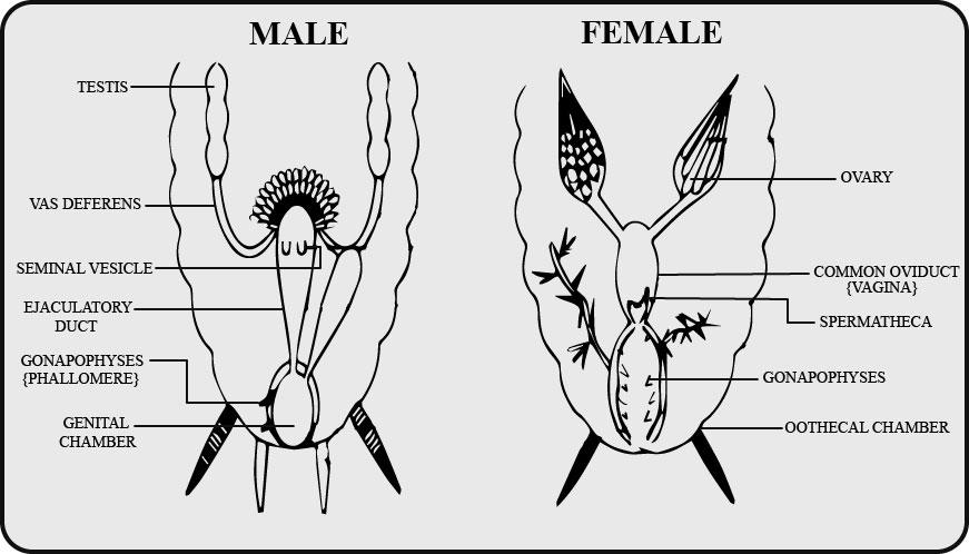 In which segment the testes and ovaries are located in male and female cockroach?