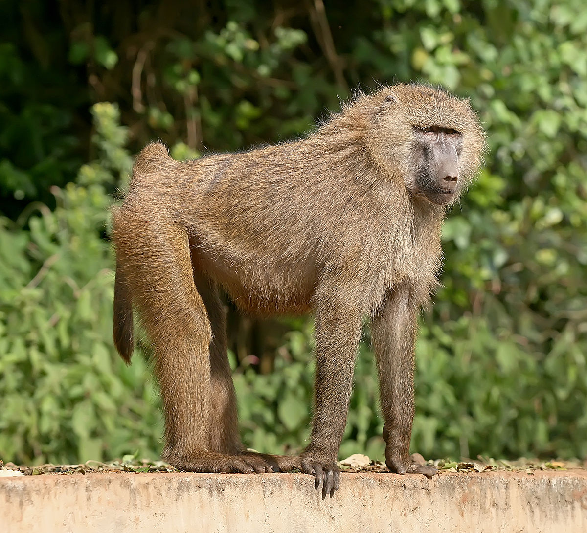 Is a baboon an ape or a monkey?