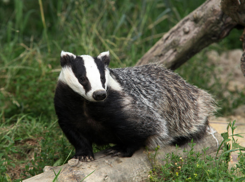 Is a badger a herbivore or carnivore?
