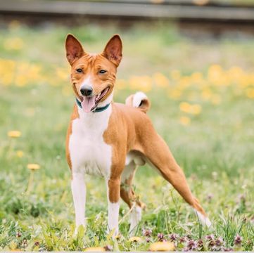 Is a Basenji expensive?