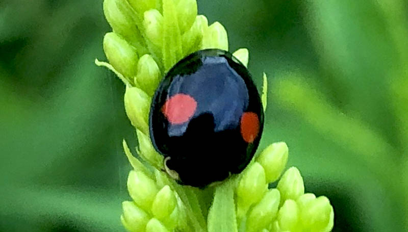 Is a black ladybird lucky?