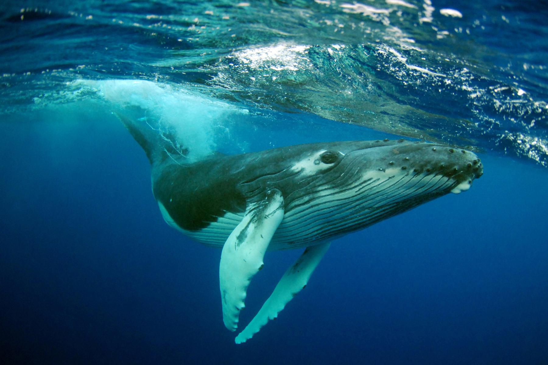 Is a blue whale a mammal or a fish?