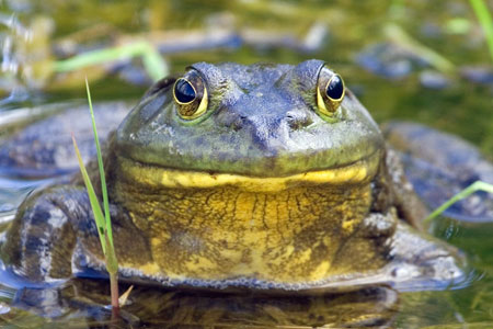 Is a bullfrog a omnivore?