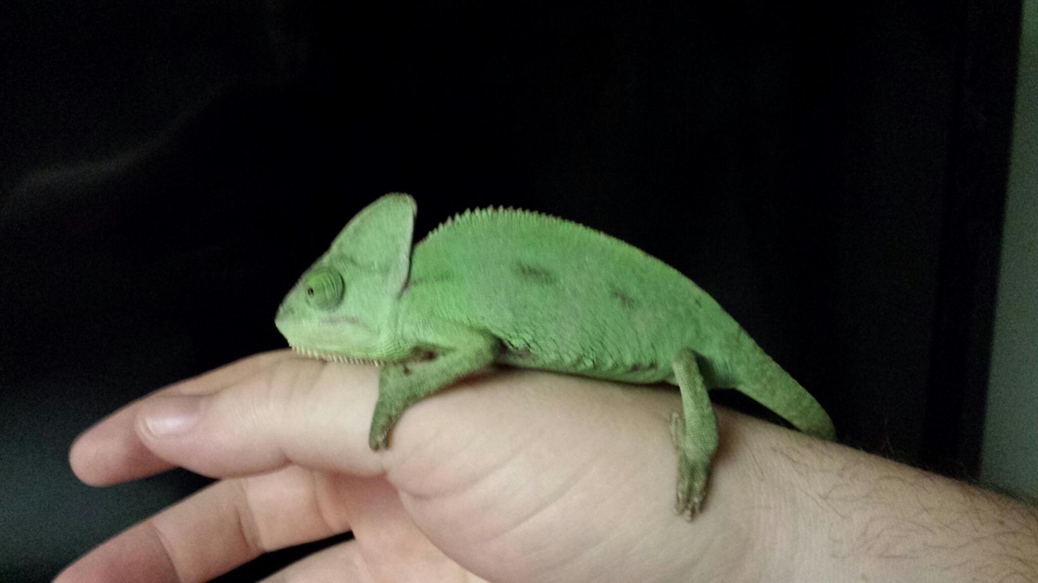 Is a chameleon a good first reptile?