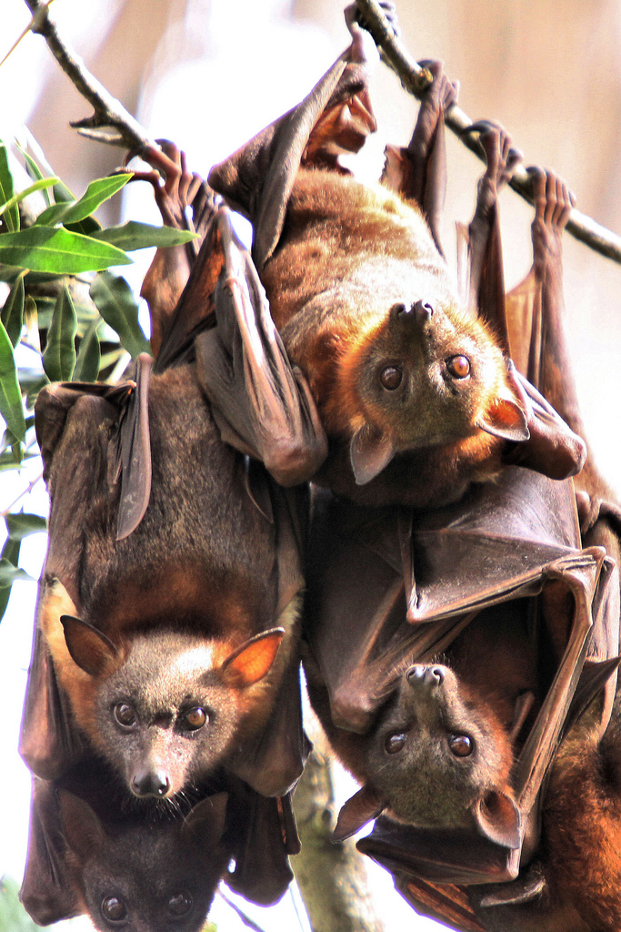 Is a flying fox a Megabat?