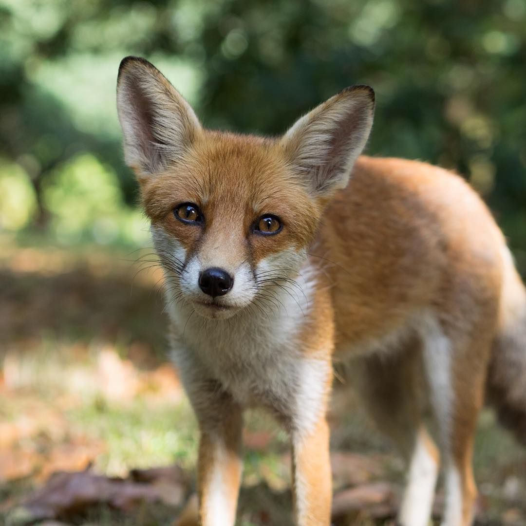 Is a fox canine or feline?
