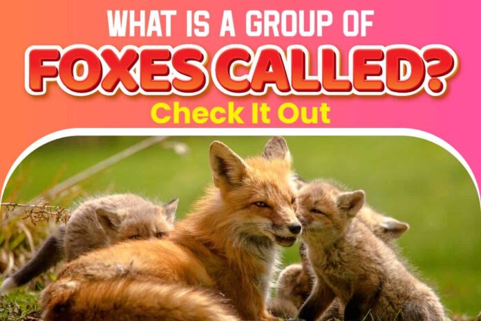 Is a group of foxes called a charm or a skulk?