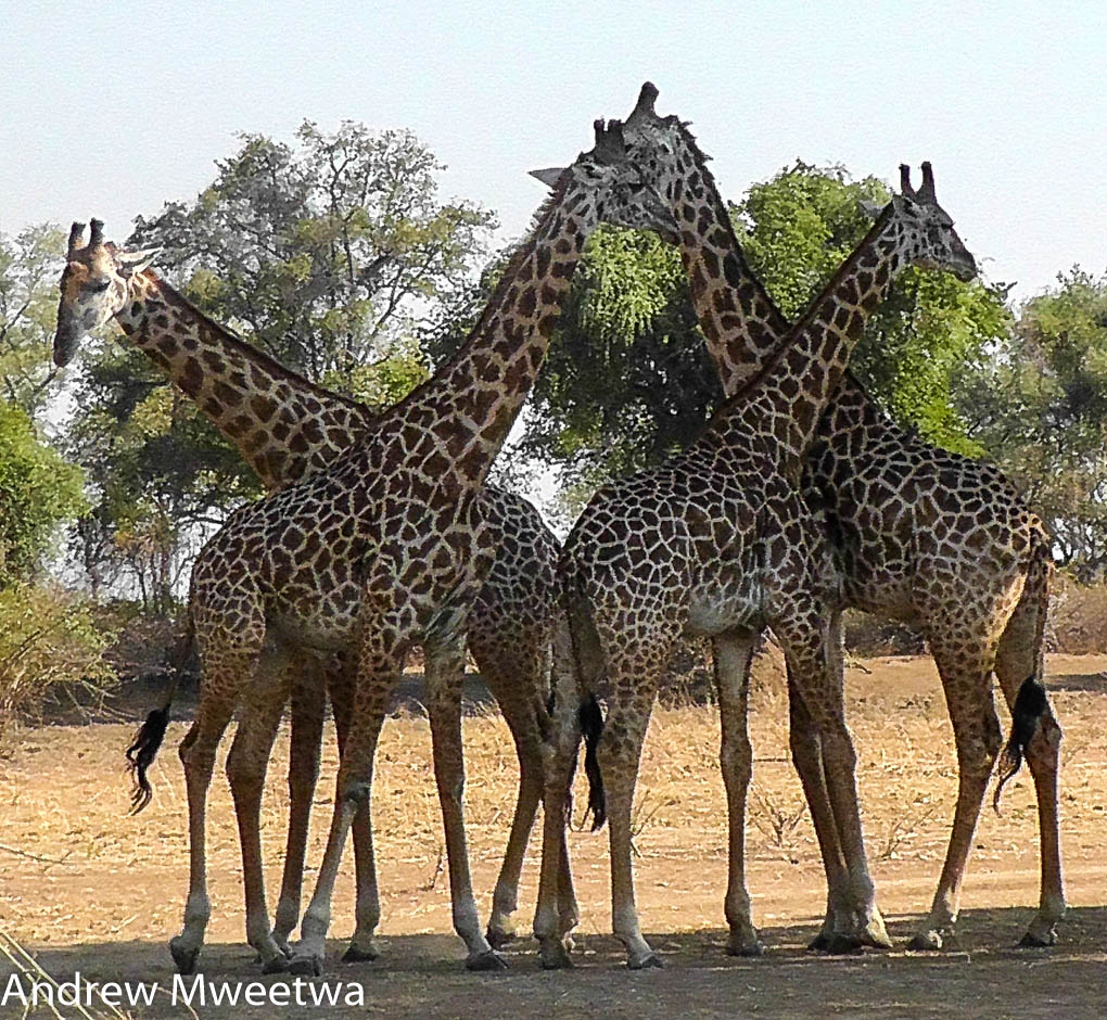 Is a group of giraffes called a kaleidoscope?