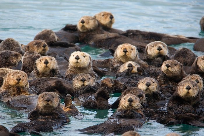 Is a group of otters called a romp?