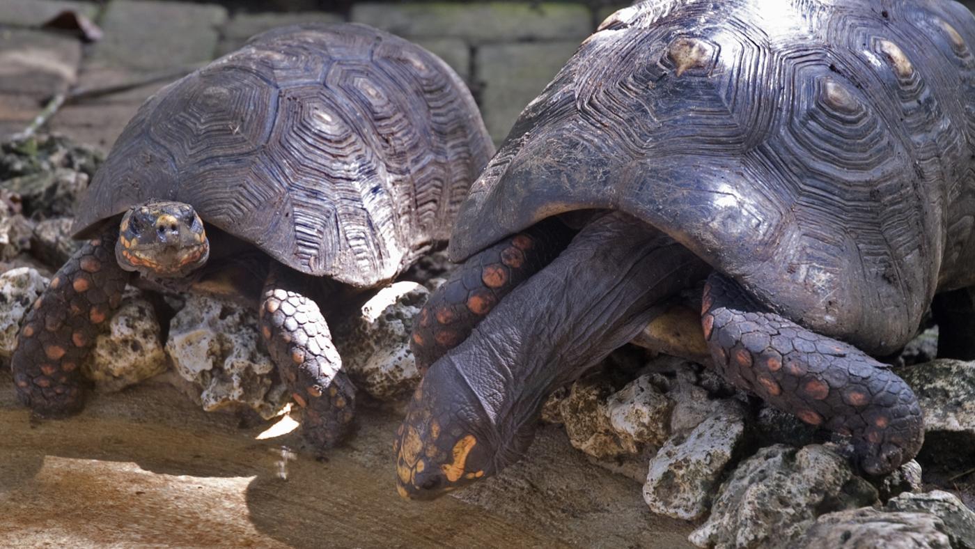 Is a group of turtles called a bale?