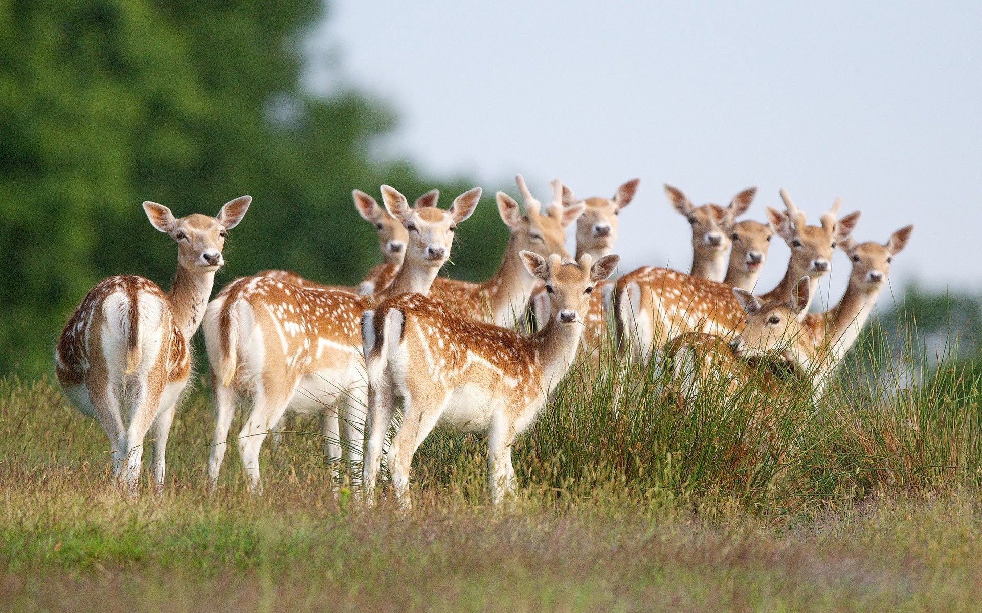 Is a herd of deer called?