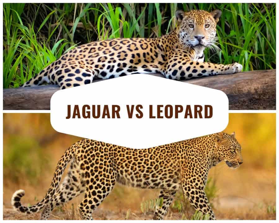 Is a leopard faster than a Jaguar?