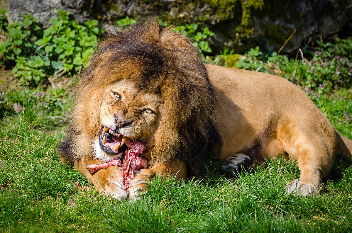 Is a lion a carnivore or a mammal?
