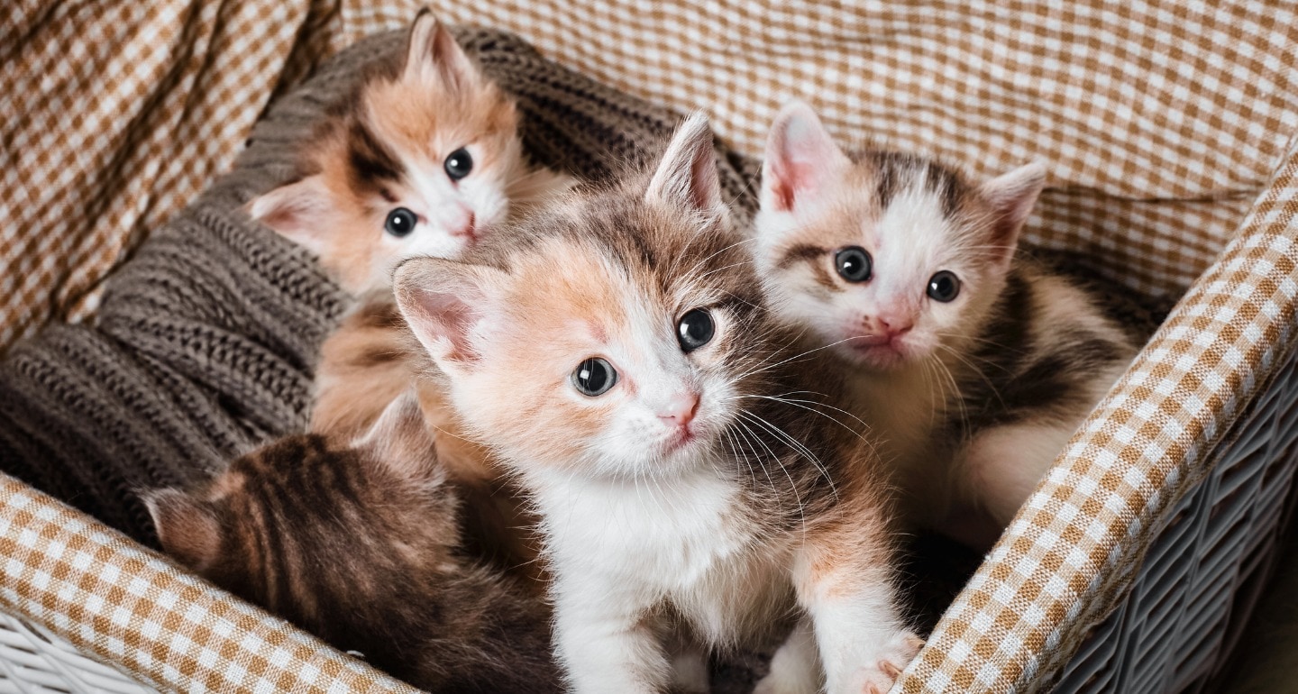 Is a litter of kittens correct?