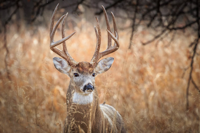 Is a male deer a buck?