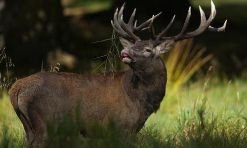 Is a male deer called a stag?