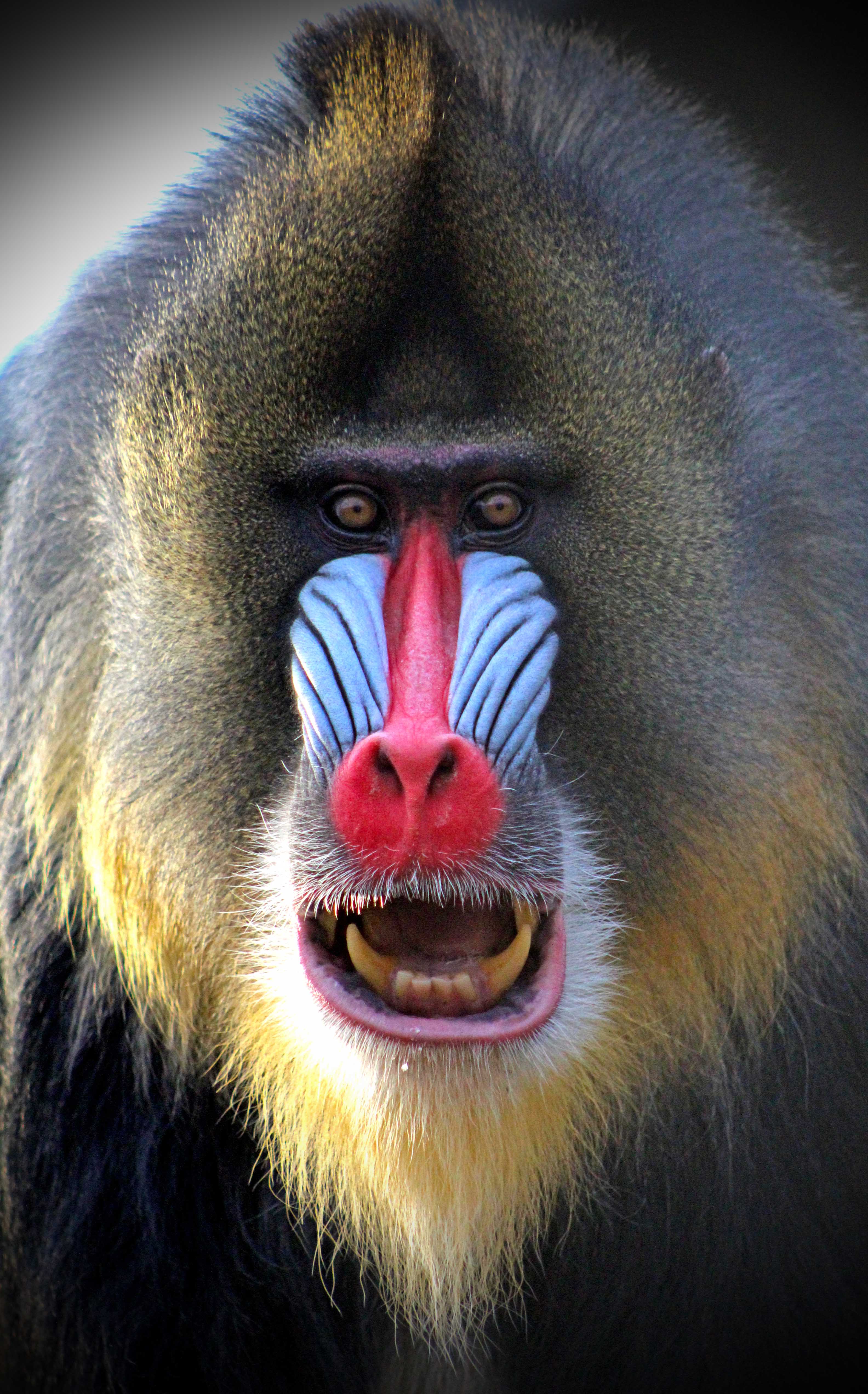Is a mandrill friendly?