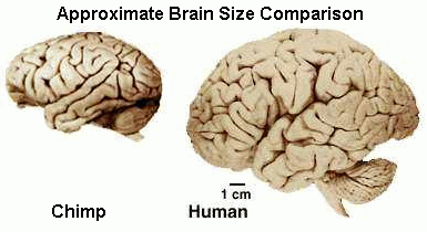 Is a monkey brain bigger than a human brain?