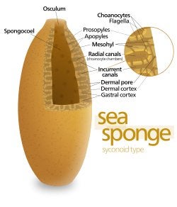 Is a sea sponge a completely silent animal?