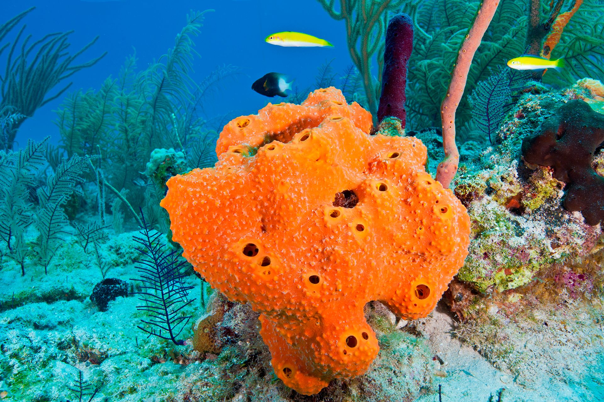 Is a sea sponge a vertebrate or invertebrate?