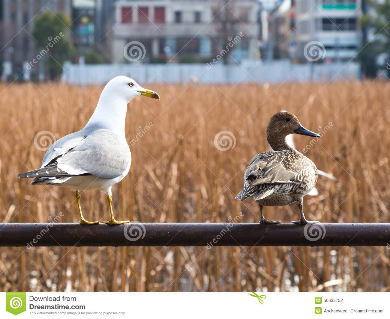 Is a seagull a bird or a duck?