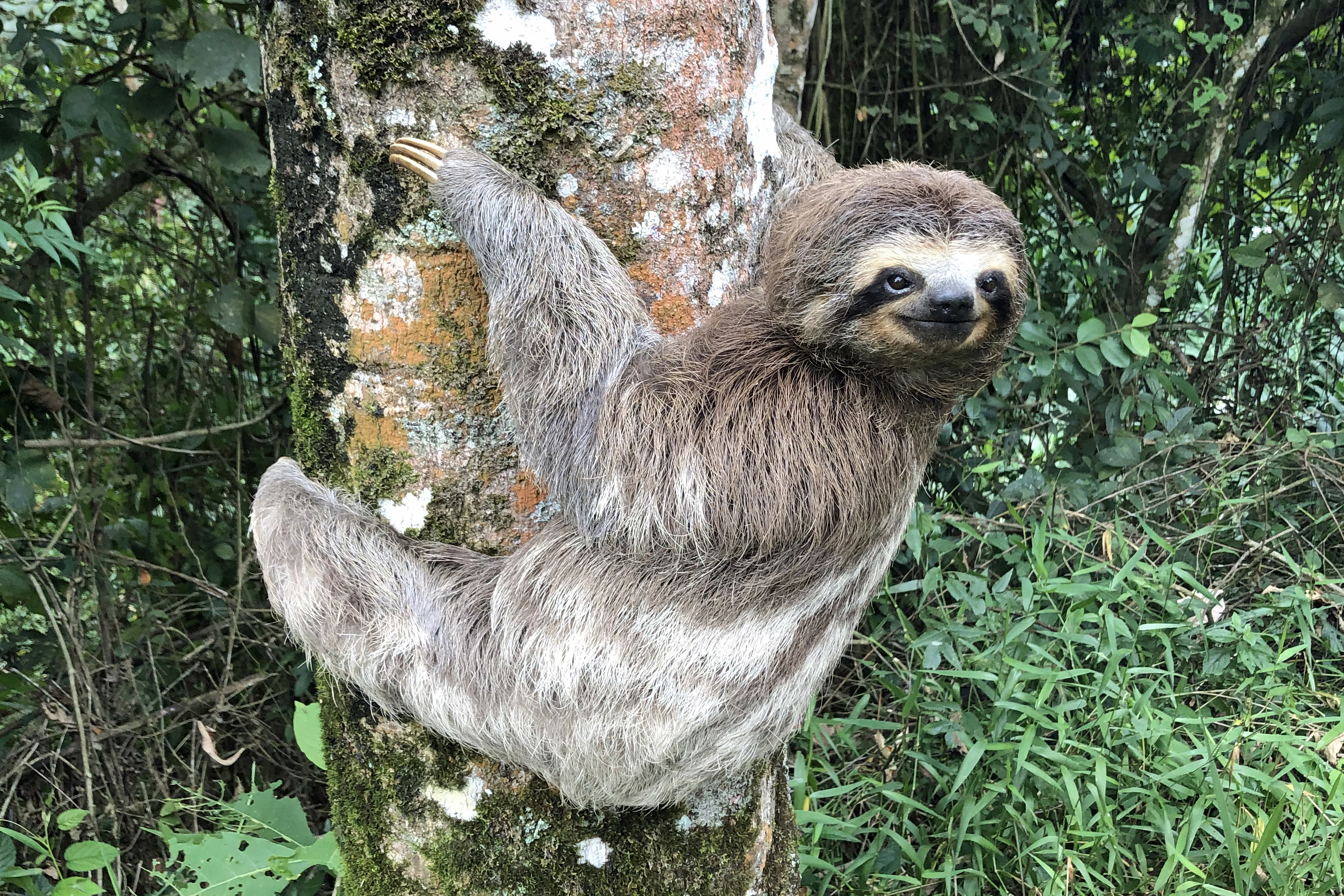 Is a sloth a omnivores?