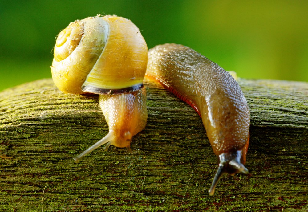 Is a slug and a snail the same thing?