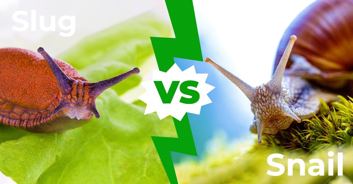 Is a slug slower than a snail?