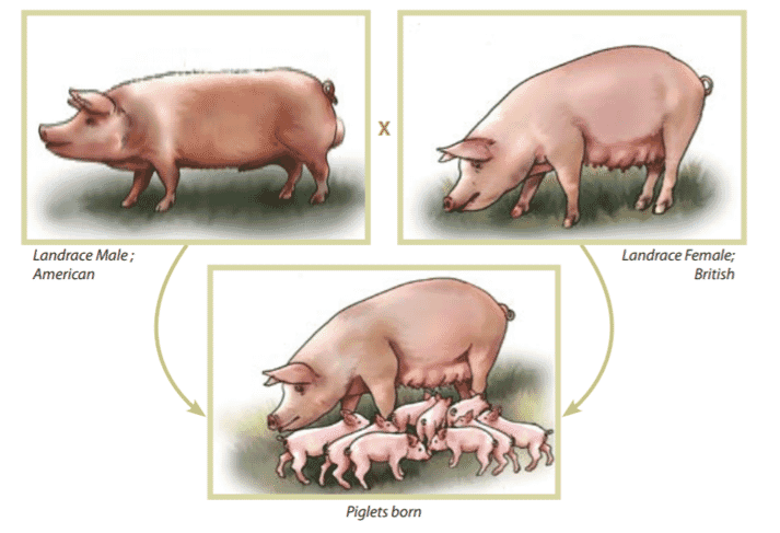 Is a sow a male or female pig?