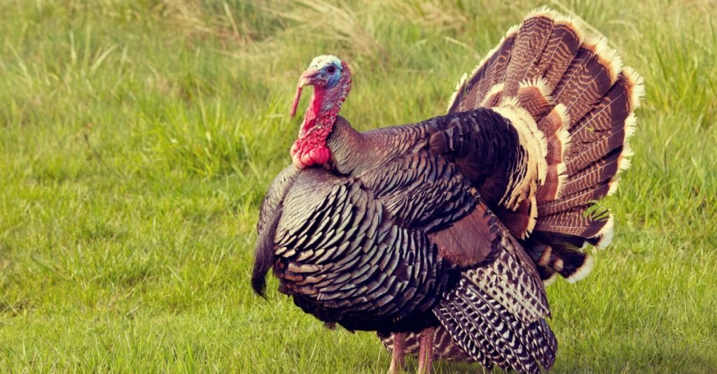 Is a turkey the dumbest animal?
