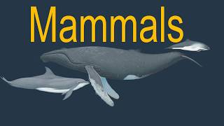Is a whale a mammal or a fish?
