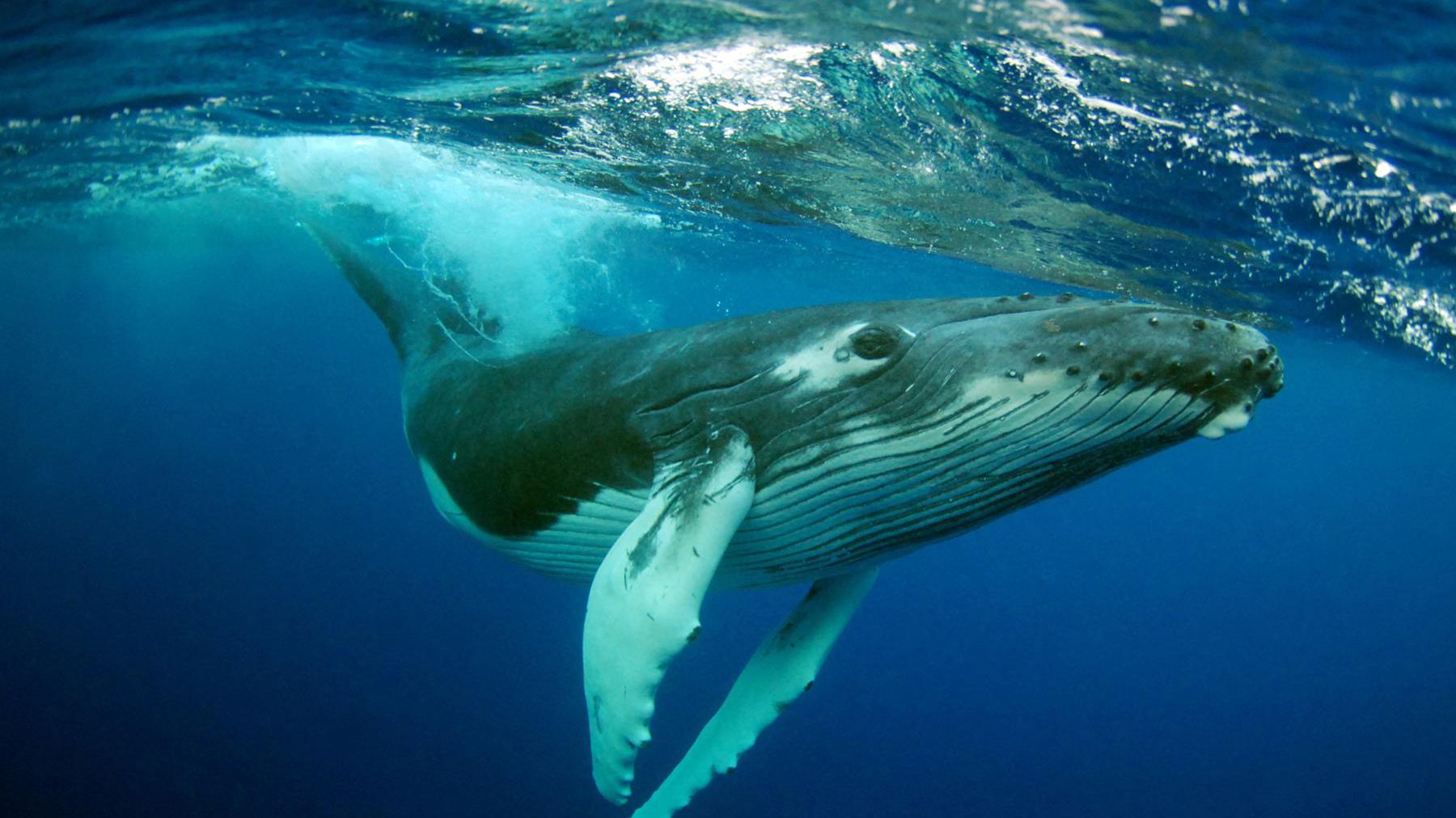 Is a whale an animal or a mammal?