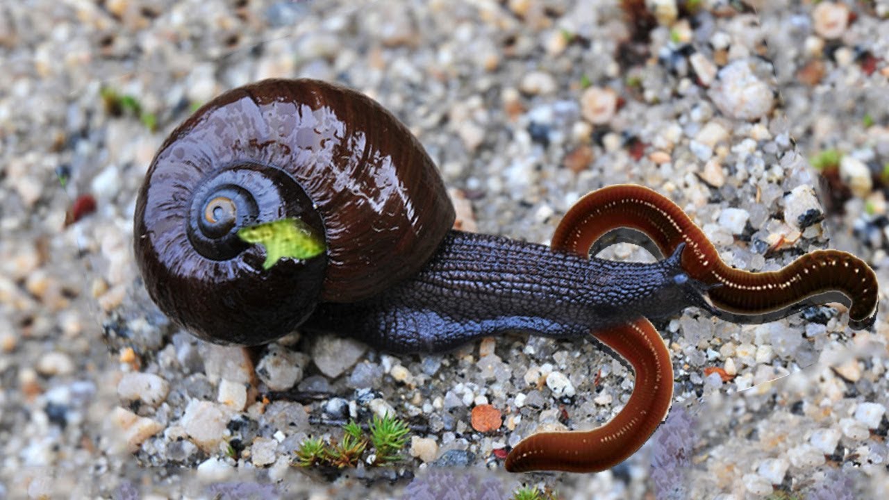 is-a-worm-slower-than-a-snail-2022-animalia-life-club