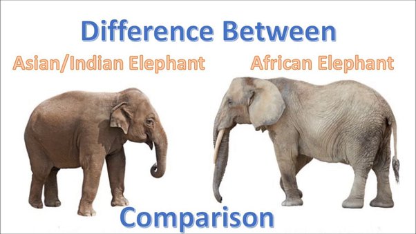 Is African or Indian elephant bigger? [2022] 🐬 | Animalia-life.club