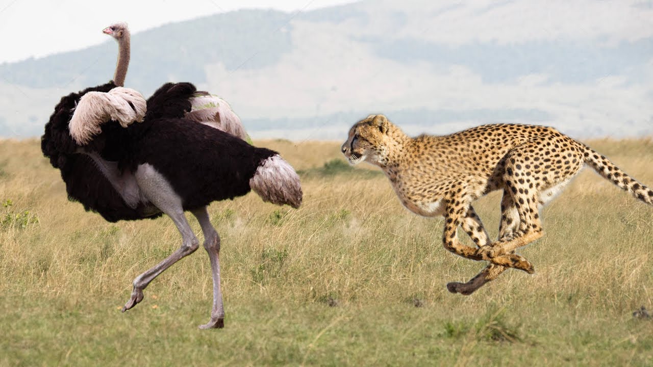 Is an ostrich faster than a cheetah?