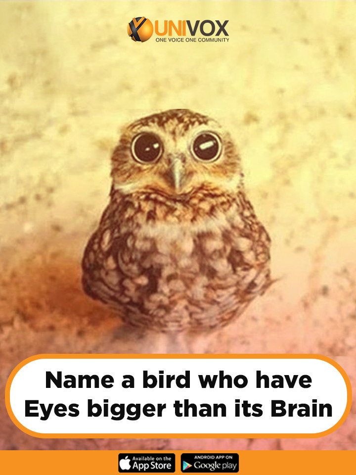 Is an owl's eye bigger than its brain?