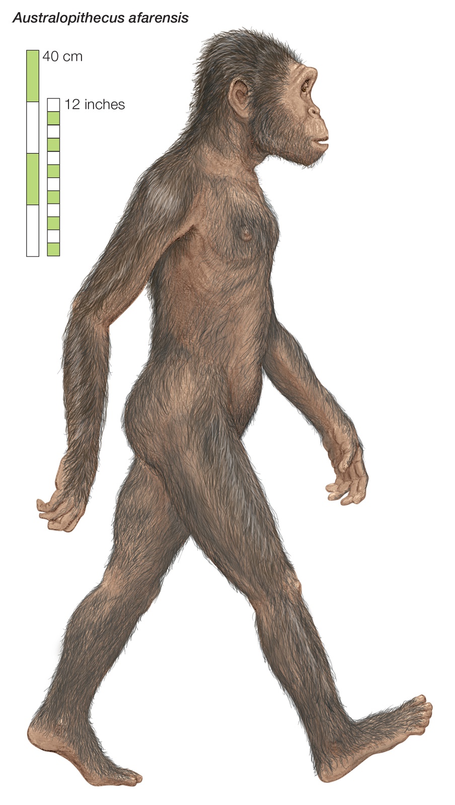 Is Australopithecus a hominid?