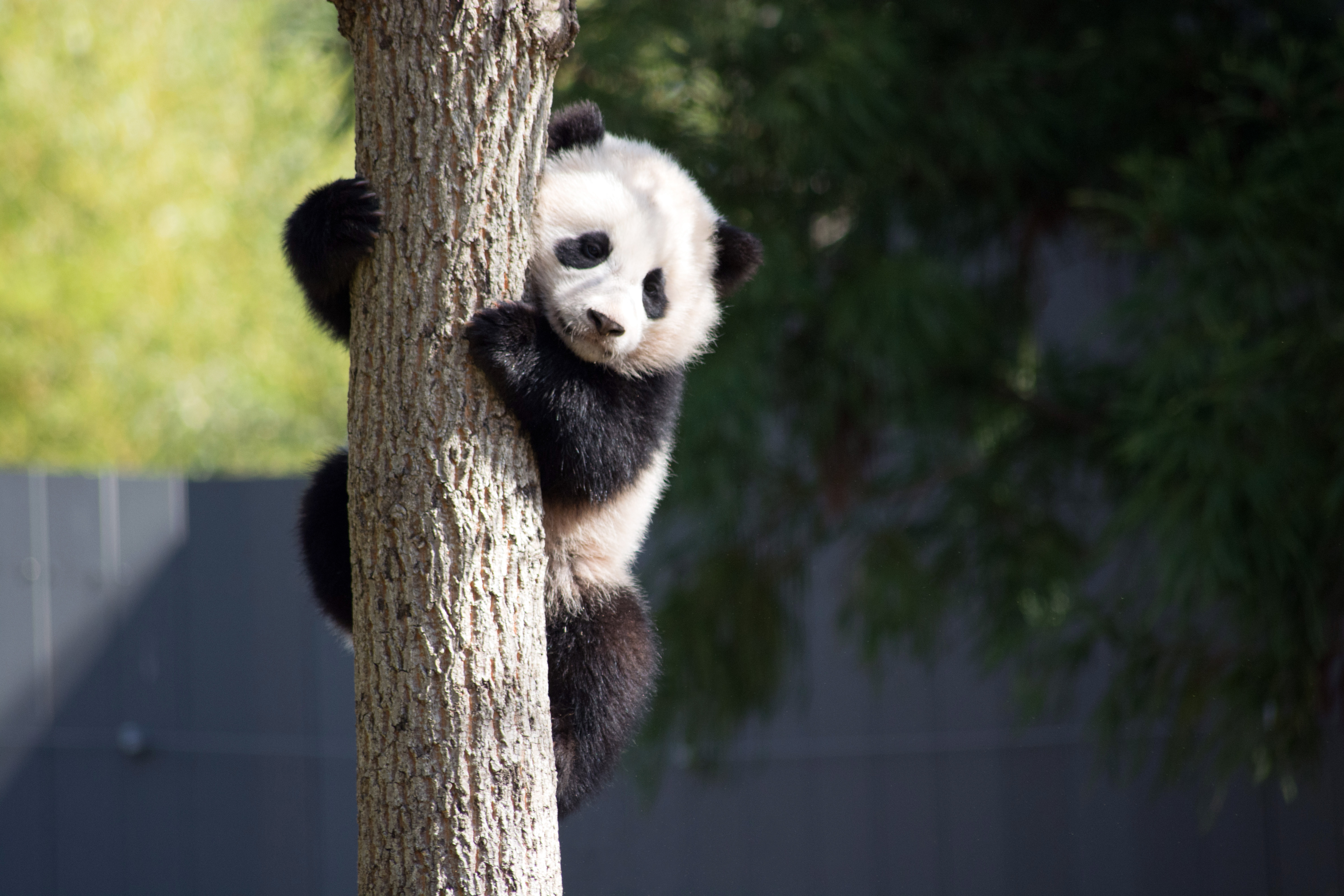Is Bao Bao Panda a mother?