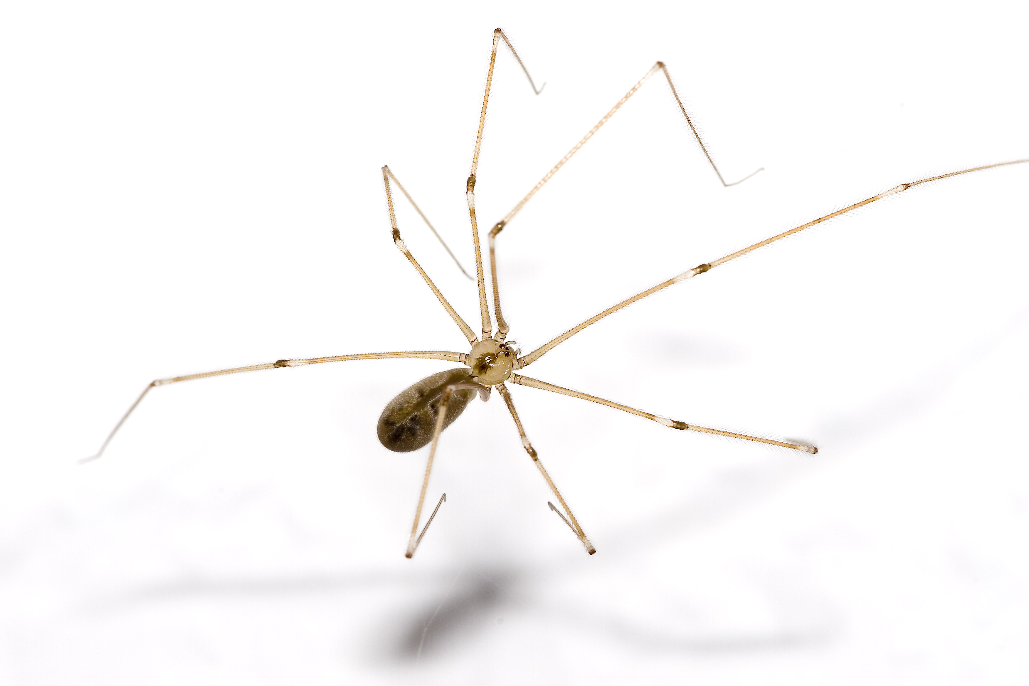 Is daddy long legs poisonous?