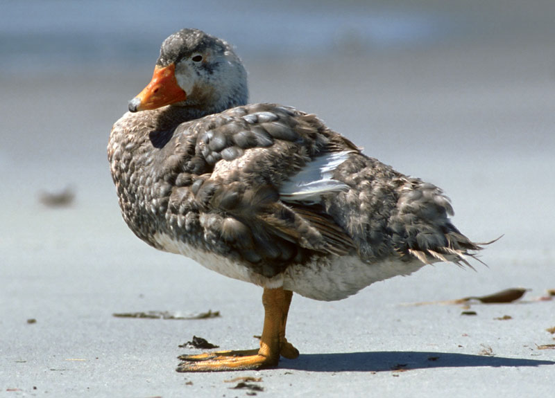 Is duck a flightless bird?